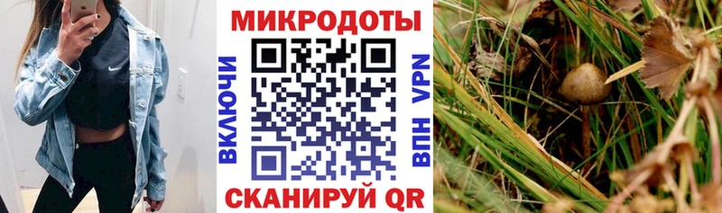 как найти наркотики  Перевоз  Галлюциногенные грибы Cubensis 